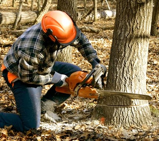 Tree Removal in East Andover, NH